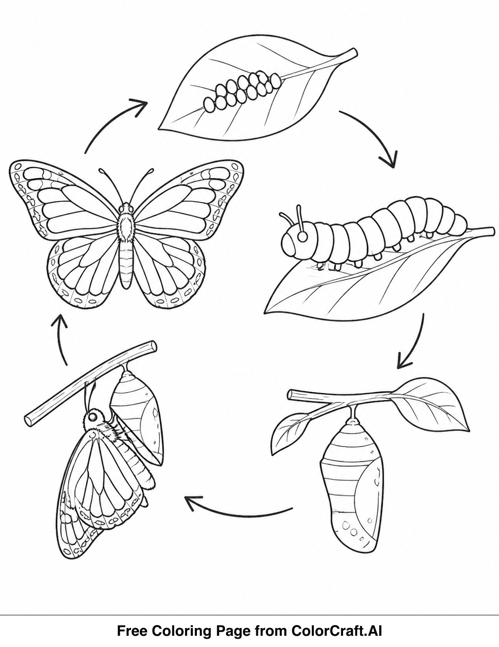 Detailed line drawing of a butterfly's life cycle showing egg, larva, pupa, and adult stages.