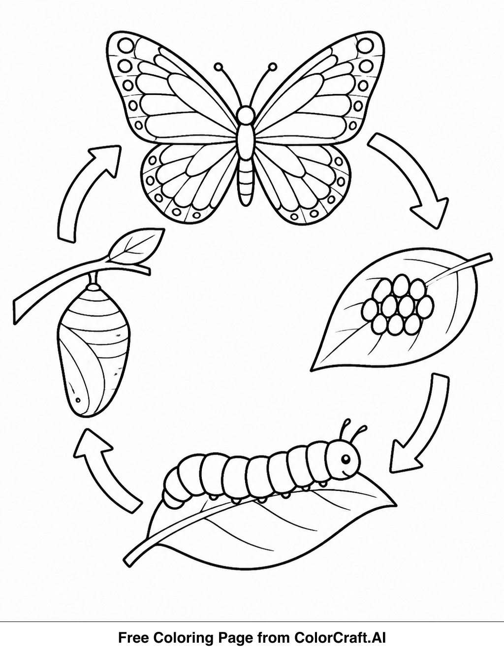 Line drawing illustration showing the four stages of a butterfly's life cycle: egg, larva, pupa, and adult.