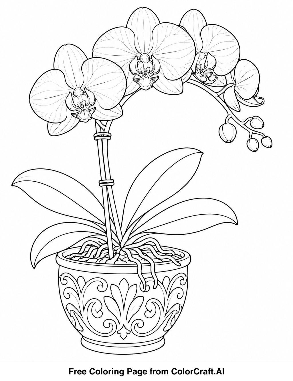 Line drawing of an orchid plant in a decorative pot with detailed petals and roots visible.